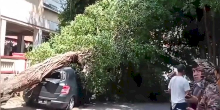 Sebuah pohon tua di Jalan Yudistira, tepat di samping Kampus Udinus roboh, Jumat (26/1) siang ini, menimpa mobil parkir. RMOL Jateng