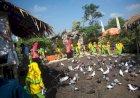 Taman Seribu Merpati Kudus, Wisata Edukasi Satwa dan Kuliner