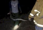 Dalam Semalam, Damkar Evakuasi 3 Ular Piton Di Wonogiri