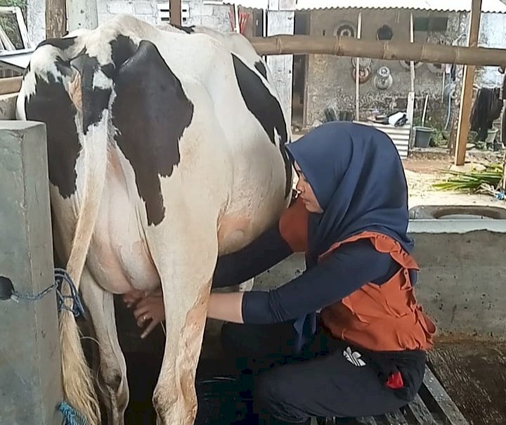 Peternak sapi Kabupaten Batang sedang memerah susu sapi. Bakti Buwono/Dok.RMOLJateng