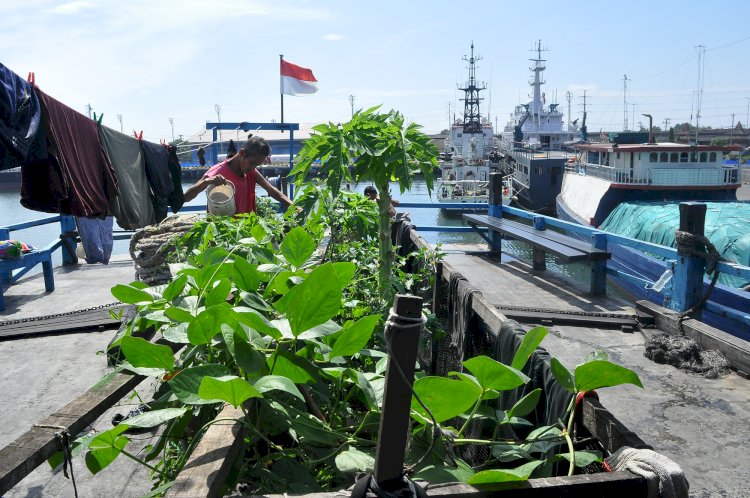Usman (58) salah satu Anak Buah Kapal (ABK) menyiram pohon sayuran yang ditanam diatas Kapal Motor Dayak Bahari Jaya saat bersandar di dermaga rakyat Pelabuhan Tanjung Emas Semarang,Jateng, Senin (26/2).  Wahyu Sulistyawan/Dok.RMOLJateng 