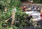 Pohon Tumbang Timpa Sebuah Mobil Datsun, Jalan Wahidin Semarang Sudah Bisa Dilalui 