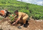 Ribuan Pohon Ditanam Secara Bertahap Dalam Upaya Penghijauan