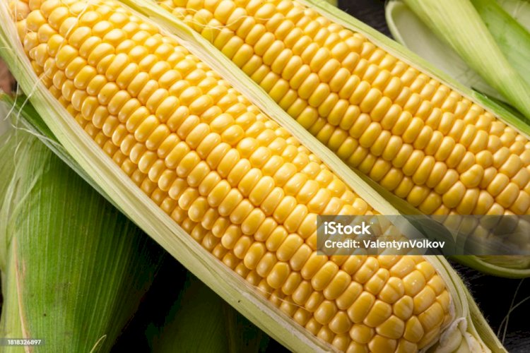 Ilustrasi Gambar Jagung. 