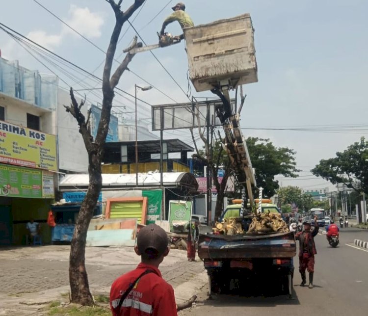 Tim Disperkim Kota Semarang Lakukan Pemeliharaan Dan Perawatan Pohon-Pohon Yang Dinilai Membahayakan Keselamatan Pengguna Jalan Di Jalan Kedungmundu, Kota Semarang, Rabu (06/03) Pagi. Dicky A Wijaya/RMOLJateng