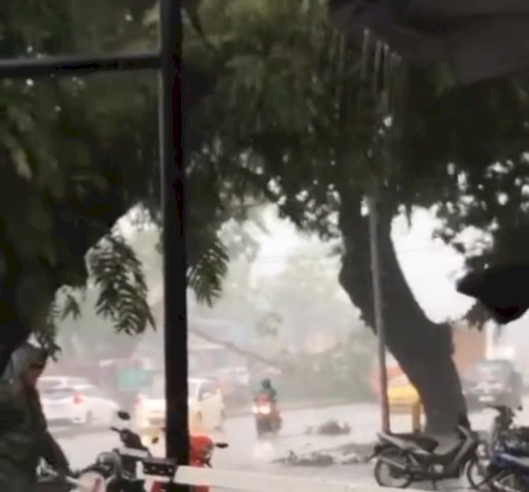 Pohon tumbang di depan Stekom Pedurungan mengakibatkan Jalan Brigjend Sudiarto arah Penggaron macet, Rabu (13/3) sore. Dicky Aditya/Dok.RMOLJateng