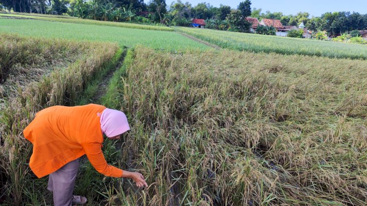 Seorang petani terpaksa mengambil padi miliknya usai ladangnya terendam air hampir satu pekan, Kamis (21/3) siang. Rubadi/Dok.RMOLJateng
