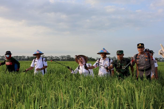 Dispertan PP Karanganyar Bersama Kelompok Tani Lakukan Penyemprotan Di Areal Persawahan. Dian Tanti Burhani/RMOLJateng