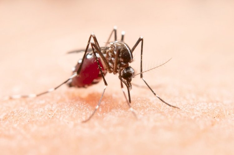 Ilustrasi Nyamuk Aedes Aegypti