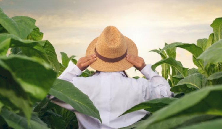 Ilustrasi Petani Tembakau