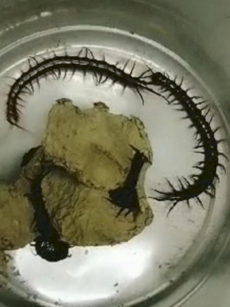 Paket misterius isi kelabang. Istimewa