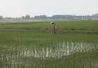 Warga Blora Terpaksa Harus Sedot Air Agar Padi dapat Tumbuh