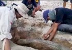 Temuan Fosil Gading Gajah di Blora, Ahli Cagar Budaya: Diperkirakan Berusia 200 Ribu Tahun