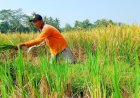 Panen Lebih Awal, Petani Boleh Gunakan Dana Desa Atasi Wereng