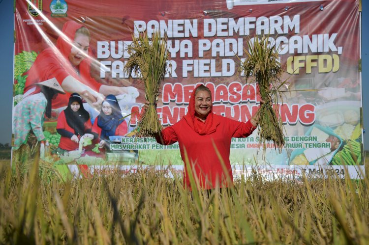Wali Kota Semarang, Hevearita Gunaryanti Rahayu saat melaksanakan panen Demfarm Budi Daya Padi Organik dan Farmer Field Day di Kelurahan Tambangan, Kecamatan Mijen, Kota Semarang, Selasa (7/5). Umat Dani/RMOLJateng