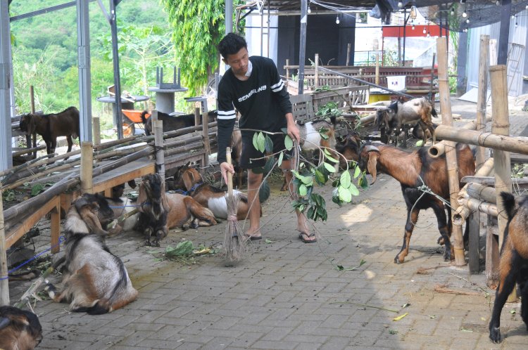 Area Penjualan Hewan Kurban Di Jalan Raya Trangkil, Gunungpati, Kota Semarang, Sabtu (25/05)