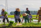 Dukung Hasil Pertanian, Jajaran Kodim 0708/Purworejo Turun ke Sawah
