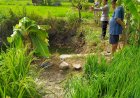 Nenek Dan Cucu Balitanya Ditemukan Meninggal Di Bekas Kolam Galian C 