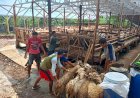 Target, Minggu Terjual  600 Ekor Domba Untuk Kurban
