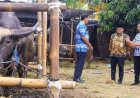 Transaksi Kerbau di Kudus Meningkat, Hewan Kurban Wajib Berlabel Bebas PMK