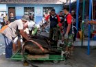 Catatkan Rekor Fantastis Tahun Ini, Muhammadiyah Kudus Sembelih Ratusan Hewan Qurban
