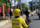 Sapi Kurban Lepas, Seruduk Warga Dan Kabur Ke Jalan Raya