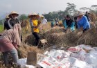 Kapolres Magelang Kota Panen Raya Padi IR-Nutrizink, Pencegah Stunting