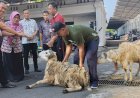 Plh Wali Kota Salatiga Wuri Pudjiastuti: Daging Kurban Pemkot Diutamakan Bagi THL