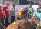 DPC PDI-P Karanganyar Sembelih Tiga Sapi, Satu Diantaranya Berasal Dari Puan Maharani