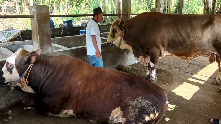 Azis, Peternak Sekaligus Pedagang Sapi Kurban Sedang Mengamati Sapi Simental Cross Yang Dia Jual, Di Lapaknya, Sauki Farm, Di Jl Kol Hadijanto RT03/RW05, Di Jalan Raya Sekaran, Gunungpati, Kota Semarang, Sabtu (08/06) Sore. Sapi Simental Cross Yang Terbaik Terbesar Di Kota Semarang Ini Dia Tawarkan Rp150.000.000. Soetjipto/RMOLJawaTengah