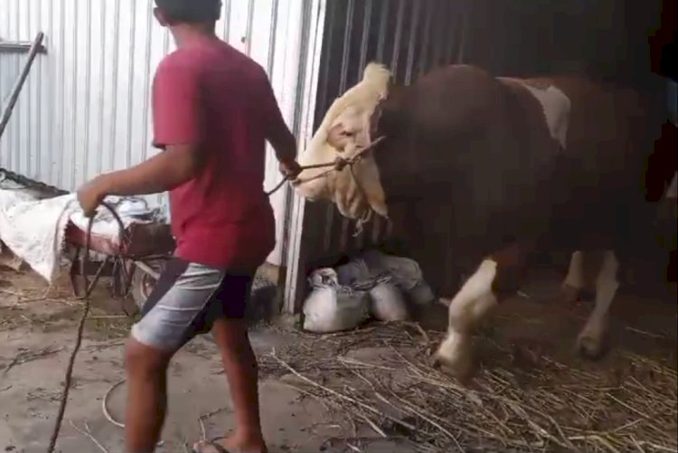 Si Tebo, Sapi Seberat 1,8 Ton (1.080 Kilogram) Yang Dibeli Presiden Joko Widodo Untuk Berkurban Di Iduladha 1445 Tahun 2024 Terselip Kisah Unik Dan Menarik. Erna Yunus B/RMOLJawaTengah
