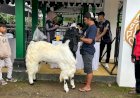 Ratusan Kambing Kaligesing Ramaikan Kontes Hari Jadi Wonosobo ke 199