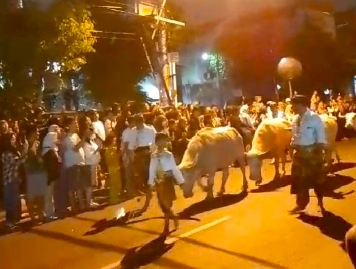 Tujuh Ekor Kebo Bule Iringi Kirab Malam Satu Suro Keraton Solo. Dian Tanti Burhani/RMOLJawaTengah
