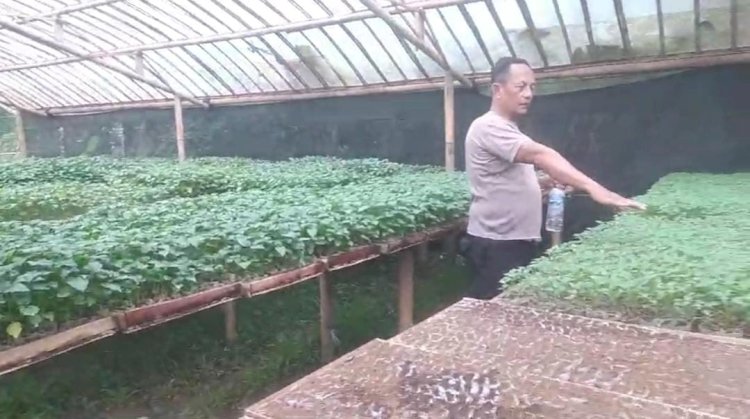Iptu Totong Cardan di tengah kebon bibit tanaman cabai miliknya. Istimewa