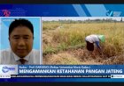 Sungguh Tragis, Produksi Padi Melorot di Jateng, Begini Respon Rektor UMK