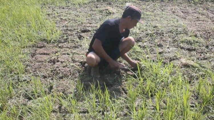 Ratusan hektar lahan persawahan di Blora alami kekeringan, Rubadi /RMOLJateng. 
