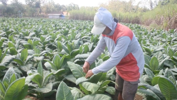 Para petani Blora, beralih tanam tembakau saat kemarau tiba, Senin (5/8) pagi. Rubadi/RMOLJateng. 