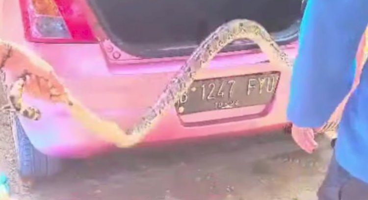 Seekor ular phyton sepanjang 3 meter-an ditemukan di dalam bagasi mobil warga Genuk. Dicky Aditya/RMOLJateng