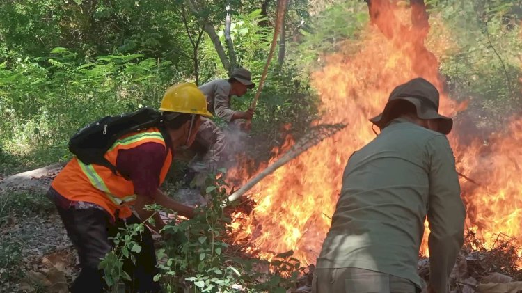 Petugas Perhutani bersama Komunitas Peduli Api padamkan kobaran api di BKPH Gundih, Rabu (4/9) siang. Rubadi/RMOLJateng.