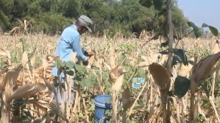 Temok(70) petani Blora merugi akibat anjloknya harga jagung, Kamis (5/9). Rubadi/RMOLJateng.