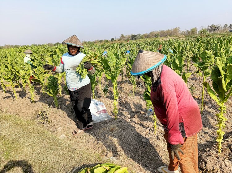 Akibat Dilanda Kemarau Panjang, Pertumbuhan Tanaman Tembakau Di Rembang Musim Tanam Tahun Ini Kurang Baik. Yon Daryono/RMOLJawaTengah
