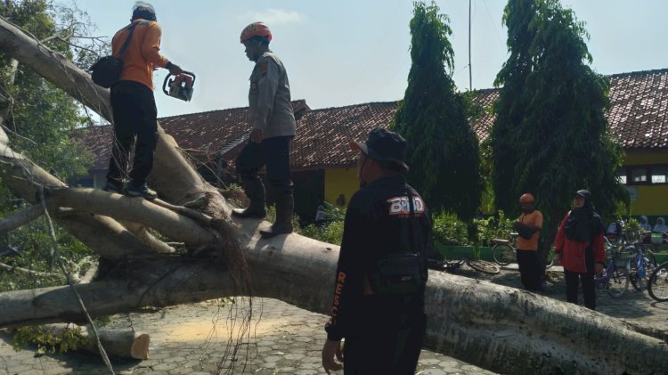Petugas BPBD Grobogan bersama warga melakukan pembersihan pohon tumbang yanh menghambat lalu lintas. Rabu, (25/9). Rubadi/RMOLJateng