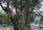 Tanduk Rusa Bikin Cantik Median Taman Jalan Pahlawan