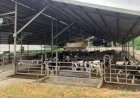 Resah Stok Berlimpah, Peternak Lakukan Aksi Buang Susu