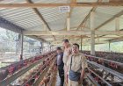 Perkembangan Terbaru Kasus Kandang Ayam Mantan Ketua DPRD Rembang