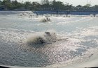 Udang Vaname Jadi Primadona Petambak Di Rembang