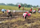 Polsek Kalimanah Bimbing Tanam Variasi Sayuran