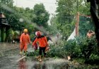 Hujan Disertai Angin Kencang Landa 4 Kecamatan Di Sukoharjo, Belasan Pohon Tumbang
