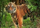 Viral: Ada Harimau Jawa Melintas Di Jalan Kawasan Hutan Mantingan Rembang