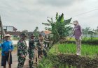 Atasi Hama Tikus Dengan Berbagai Cara Alamiah